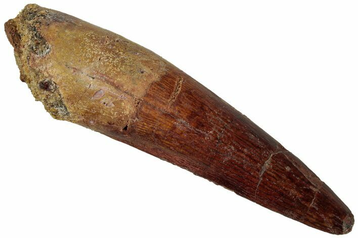 Fossil Spinosaurus Tooth - Real Dinosaur Tooth #311170